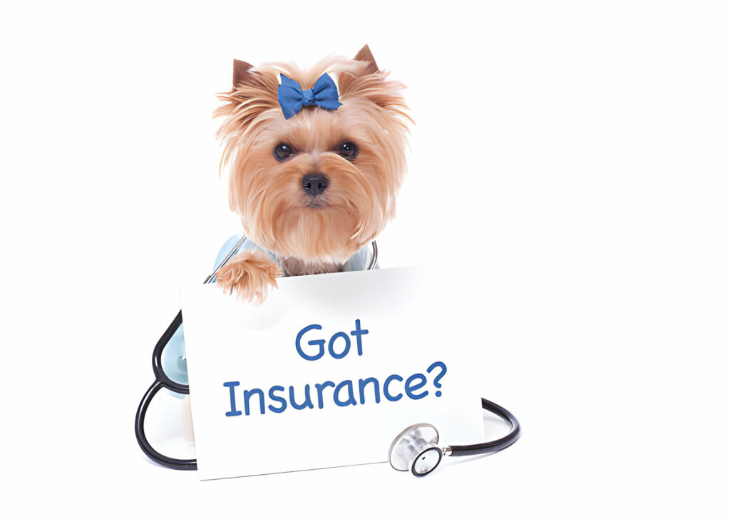 Pet Insurance for New Pet Owners